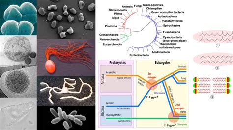 Archaea - Habitat, Structure, Characteristics, Importance, Examples - Biology Notes Online