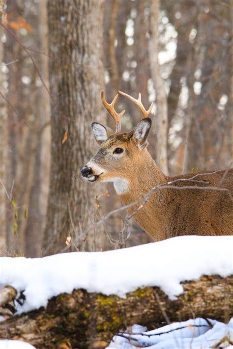 Whitetail Deer Buck Antlers Stock Photo - Image of snow, nature: 92409564