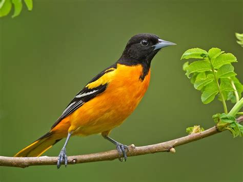 Baltimore Oriole | Baltimore orioles, Bird life list, Orioles