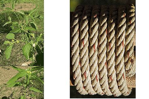 What Is Jute Used For, And Where Is It Grown? - WorldAtlas.com