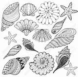Adult Coloring Pages Sea Shells sketch template