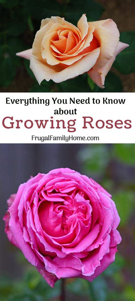 Caring for a Rose Bush Tips, How to Care for Roses in Your Backyard Garden | Frugal Family Home