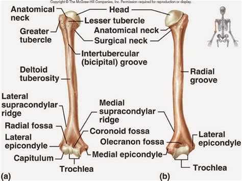 medical freak: THE SKELETON OF THE UPPER LIMB