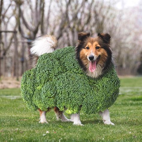 Broccoli Dog