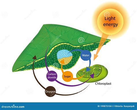 Photosynthesis Process in Plants. the Structure of a Lea Stock Vector ...