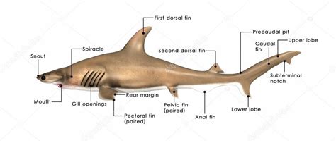 Sphyrna shark anatomy scheme Stock Photo by ©sciencepics 73308851