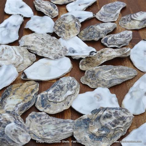 Oyster Shells | Empty & Clean Oyster Shells | Simply Oysters