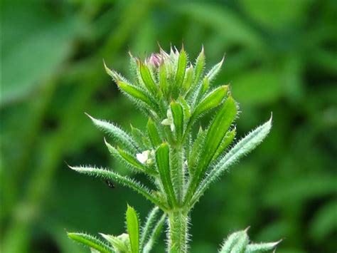 Cleavers, Goosegrass, Sticky Willies, Galium aparine