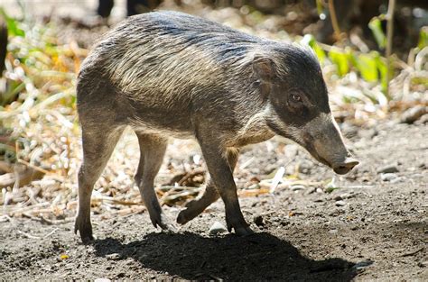 Woodland Park Zoo Blog: Three little beauties: Visayan warty pigs