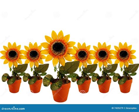 Sunflowers Row Royalty Free Stock Images - Image: 7435279