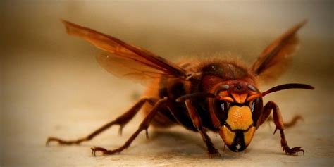 Giant Hornet Queen Struggles to Establish Her Nest | Plants And Animals