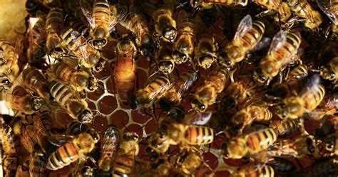 Africanized Bees vs. European Honeybees