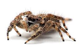 Spider behavior - Wikipedia