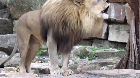 Real African Lion Roar at Fort Worth Zoo- 2012 - YouTube