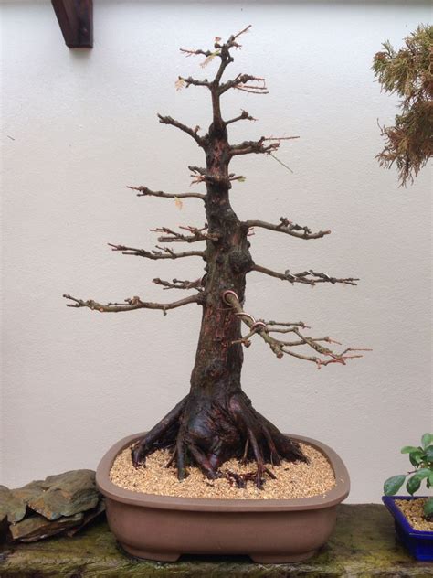 Swamp Cypress Bonsai Tree Care, Bonsai Art, Bonsai Garden, Bonsai ...