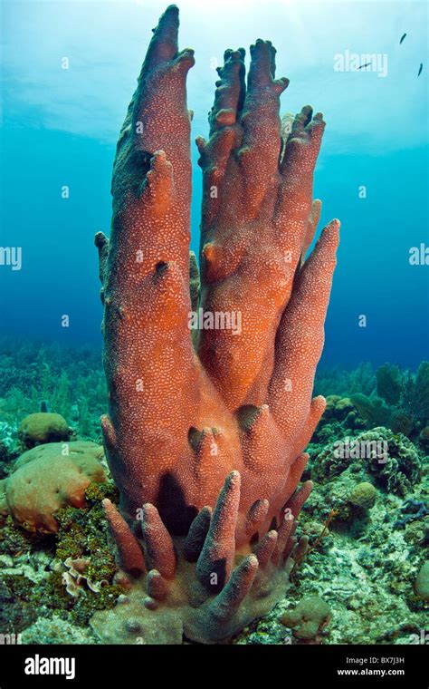 Pillar coral hi-res stock photography and images - Alamy