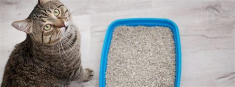 Cat Litter Box Problems?