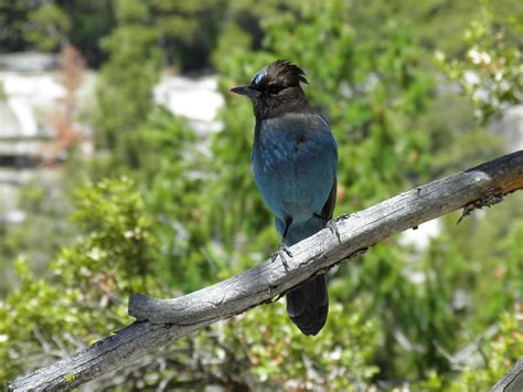 Bird in Yosemite National Park | Yosemite national park, Yosemite national, Animal photo