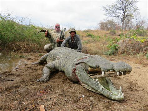 HUNTING MAN EATING CROCODILES IN A MAKORO - Safari Club