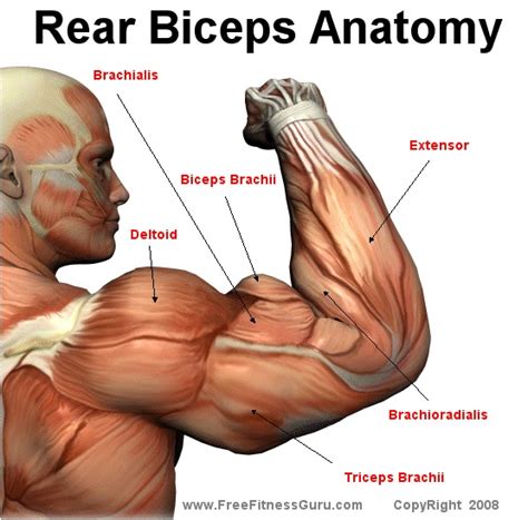 How to loss weight and get in shape: workouts: Bicep anatomy