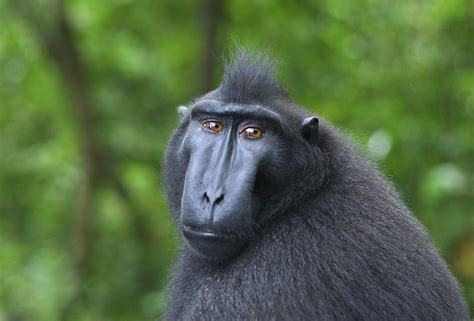 Ah, macaque! Study considers how coalition-building by Old World ...