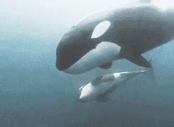 orca | GIF | PrimoGIF