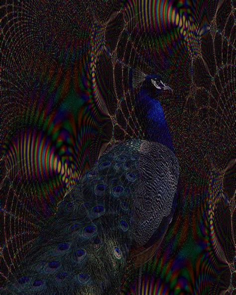 Rainbow Peacock Fractal Digital Art by TnBackroadsPhotos - Fine Art America