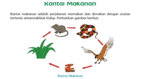 Contoh Soal Rantai Makanan Kelas 6 Soal Kelasmu - Riset