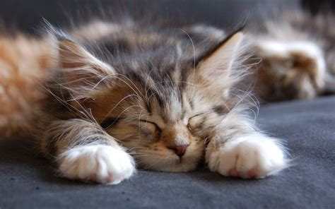 Sleeping Maine Coon Cat wallpaper | animals | Wallpaper Better