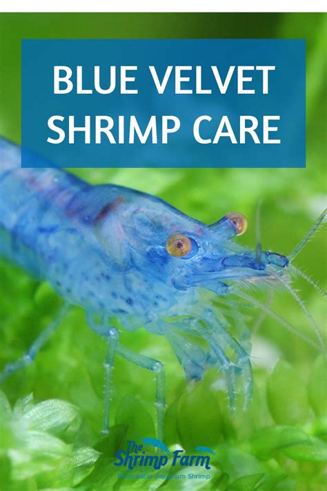 Blue velvet shrimp | Neocaridina davidi "Blue Velvet" care & info - The ...