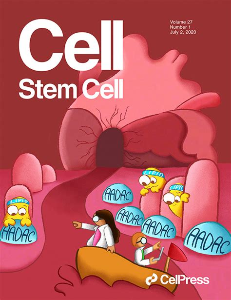 Cell-by-Cell Deconstruction of Stem Cell Niches - Tikhonova Lab