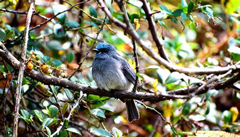 Speed maniacs visiting Horton Plains a menace to endangered bird species – The Island