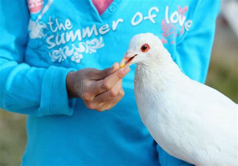 Child feeding pigeon stock image. Image of beautiful - 23869967