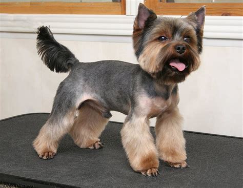 24 Best Yorkie Hairstyles for Males (Yorkshire Terrier Haircuts ...