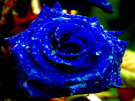 Dazzling Royal Blue Rose with water drops! Just gorgeous... | Flashy Flowers | Pinterest | Blue ...