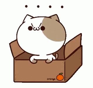 Cat Box GIF - Cat Box Quit - Discover & Share GIFs