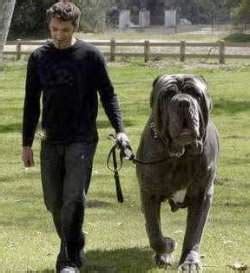 Cute&Cool Pets 4U: Biggest Dog in the World Hercules