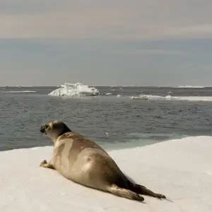 Ribbon Seal - Facts, Diet, Habitat & Pictures on Animalia.bio