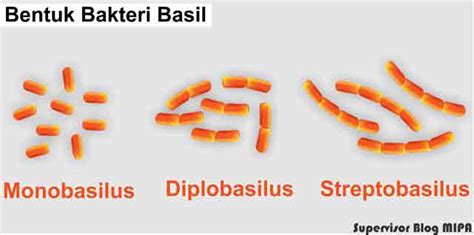 Bentuk Bakteri: Macam-Macam, Gambar dan Contoh Lengkap | BIOLOGIJK