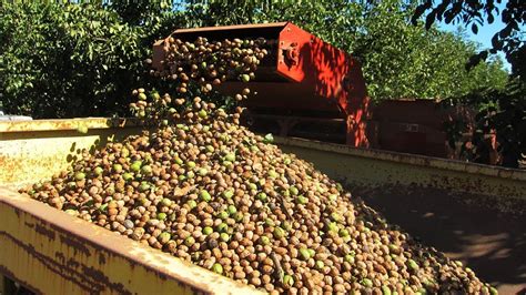 Cultivo de NUECES y Cosecha de nueces 🚜🌱 - YouTube