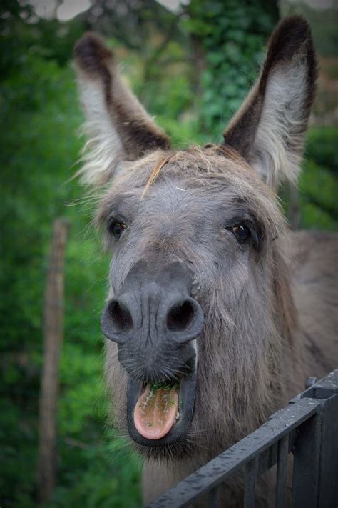 Donkey Face Funny - Free photo on Pixabay - Pixabay