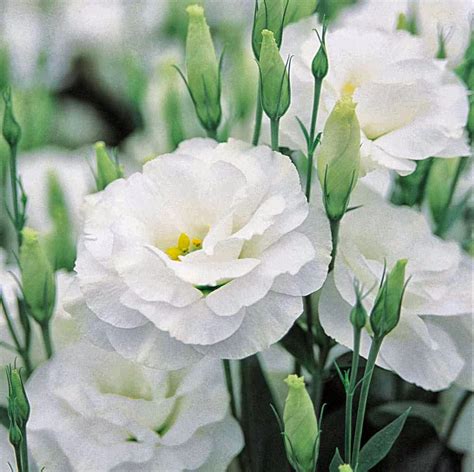 Romantic Flowers: Lisianthus Flower