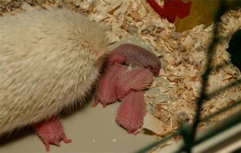 Baby Hedgehog (Hoglet) Care - CHICAGO EXOTICS ANIMAL HOSPITAL