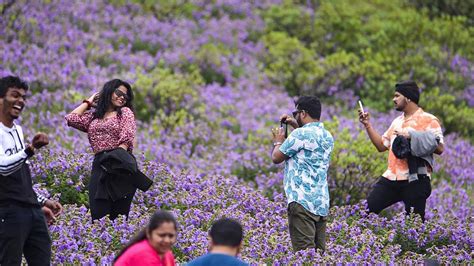 Incredible photos of Neelakurinji flowers blooming in Karnataka