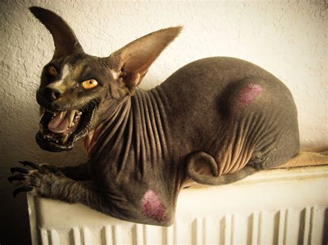 Werekitty | Hairless animals, Cats, Sphynx cat