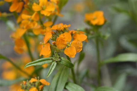 Siberian Wallflower stock photo. Image of jack, green - 251027924