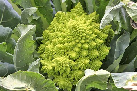 The 10 Best Broccoli Varieties to Grow at Home | Gardeners Path