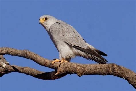 Grey falcon - Alchetron, The Free Social Encyclopedia