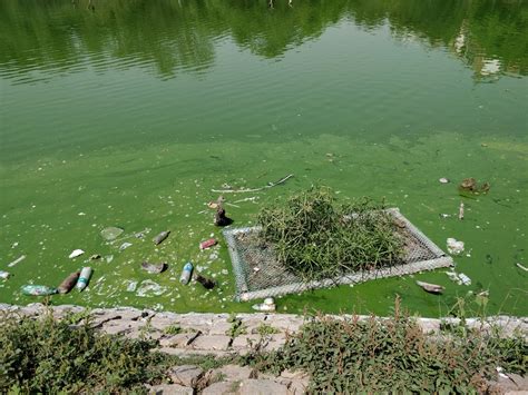 Floating Islands of South Delhi; Hauz Khas Lake Restoration