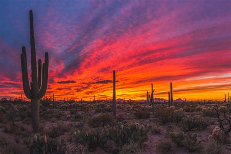 Desert Dream, Desert Life, Desert Art, Desert Sunset Painting ...